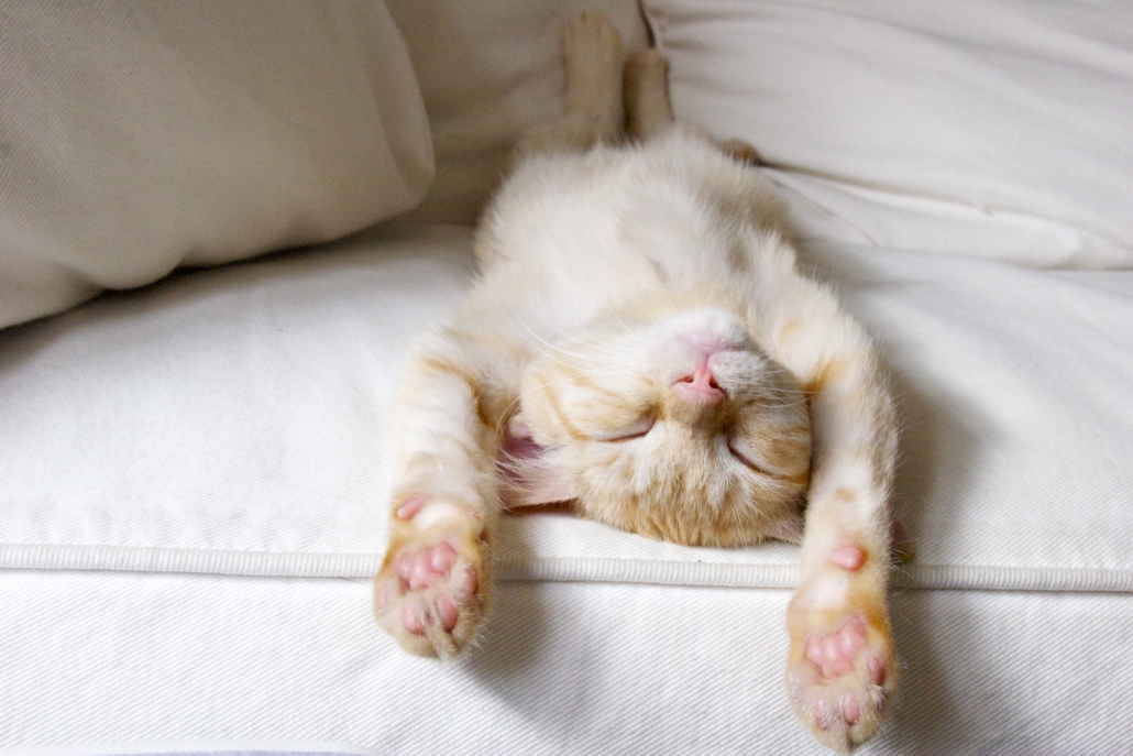 How to Make Your New Cat Feel at Home A Beginner's Guide