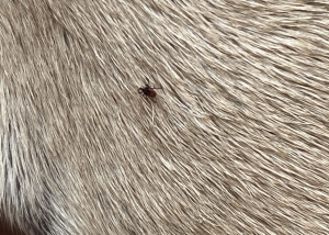 tick on dog NorthPoint Pets