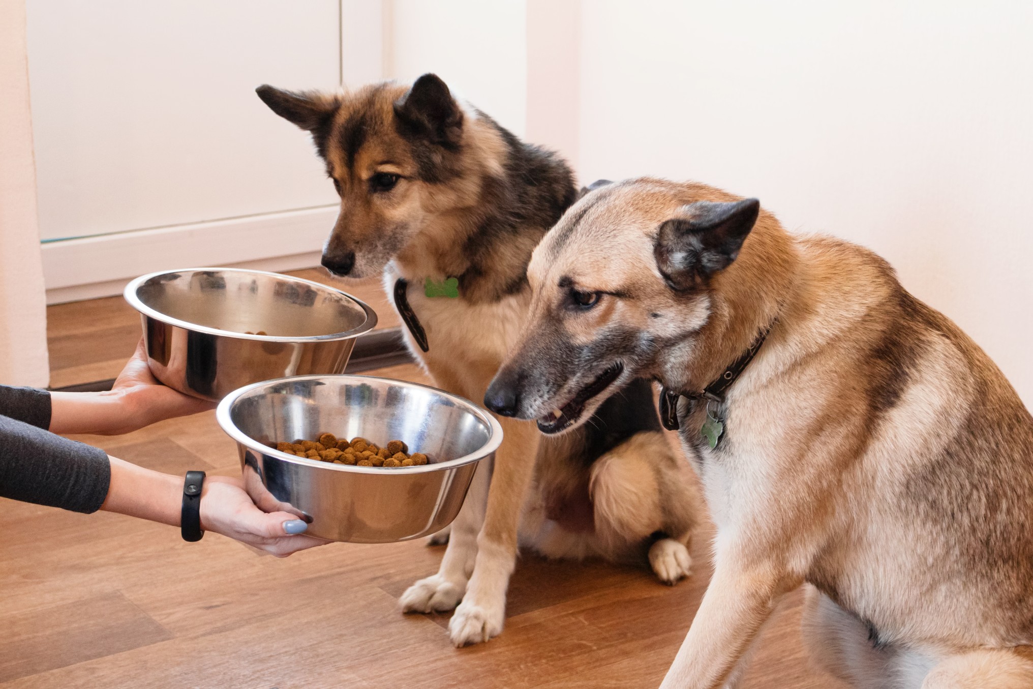 https://www.northpointpets.com/wp-content/uploads/2019/06/two-hungry-dogs-are-waiting-for-feeding-the-owner-gives-his-dogs-the-bowls-of-granules_t20_gR0eZk.jpg