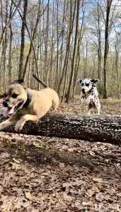 dogs hiking running jumping over log