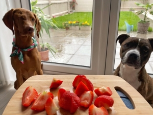 fresh strawberries for dogs