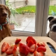 fresh strawberries for dogs