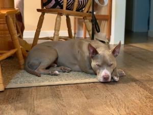dog sleeping on floor