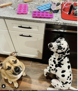 dogs waiting for food, emergency preparedness