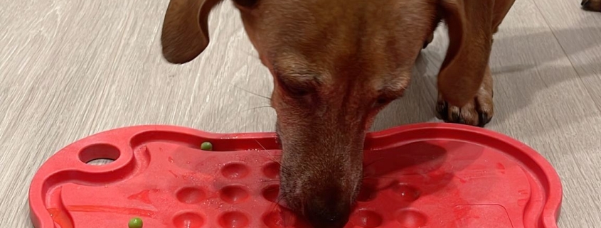 Humans Eat Off BPA-Free Dishes; Shouldn't Your Pets?