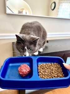how to switch cat food