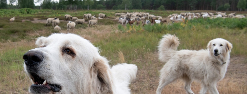 Dogs in a field.