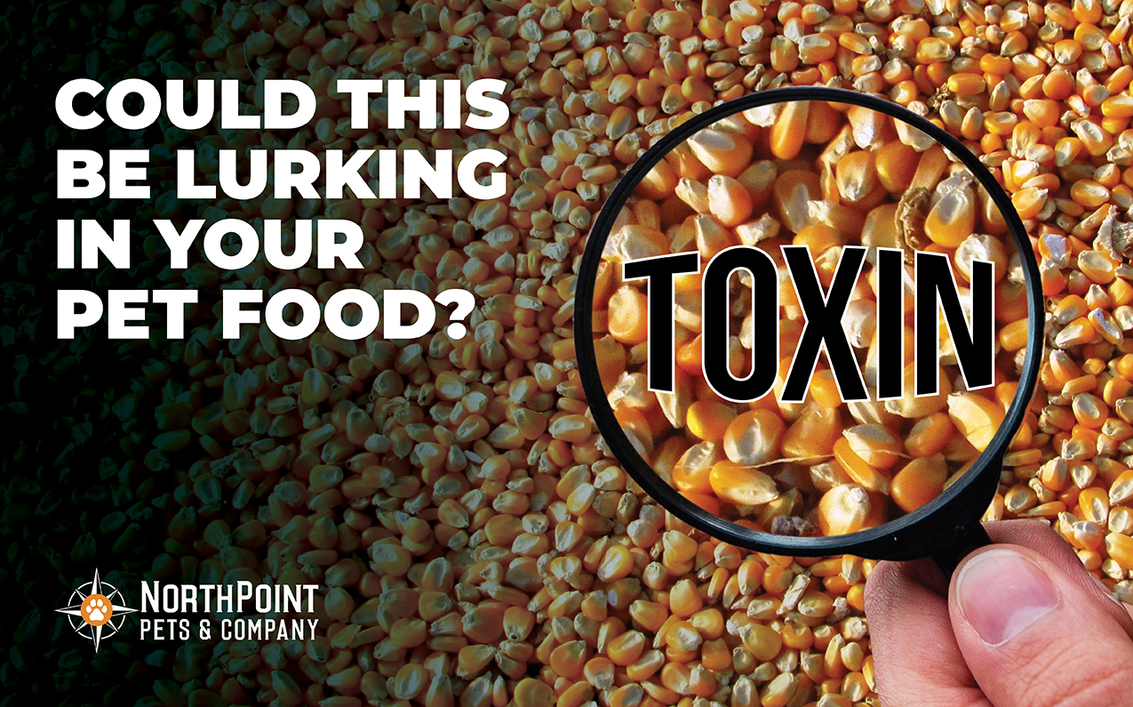 Everything You Need to Know About Aflatoxin and Your Pet’s Food NorthPoint Pets & Company