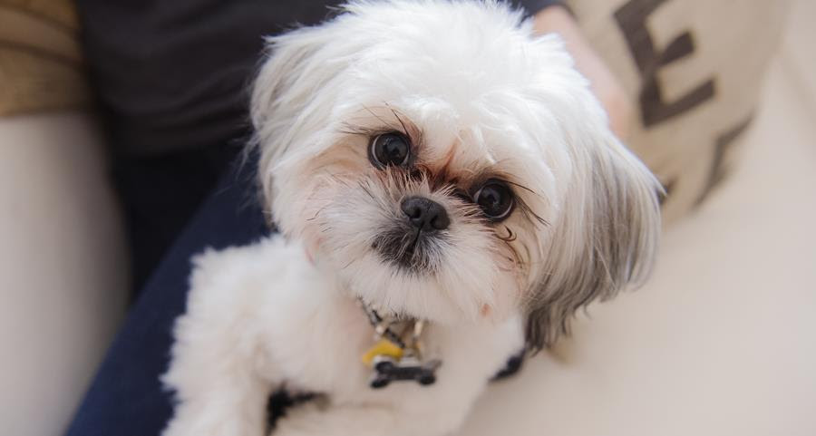 can i give my lhasa apso teriyaki jerky