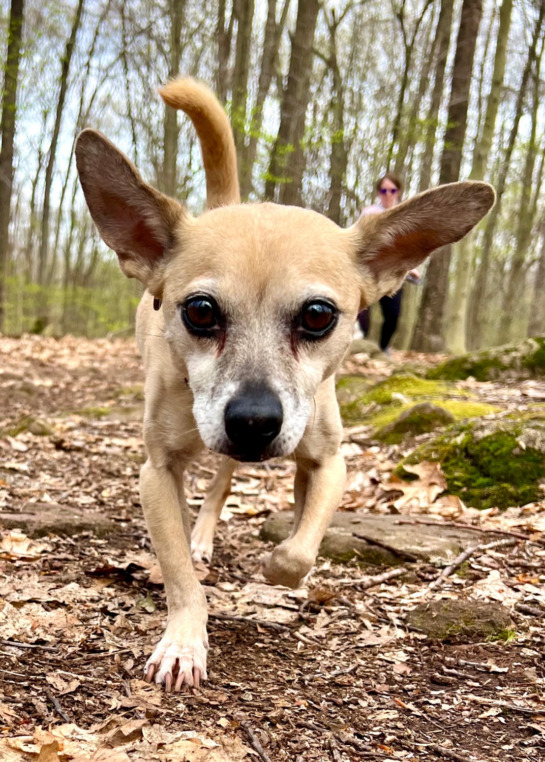 What Causes Dog Tear Stains? Plus Symptoms, Treatment and Prevention