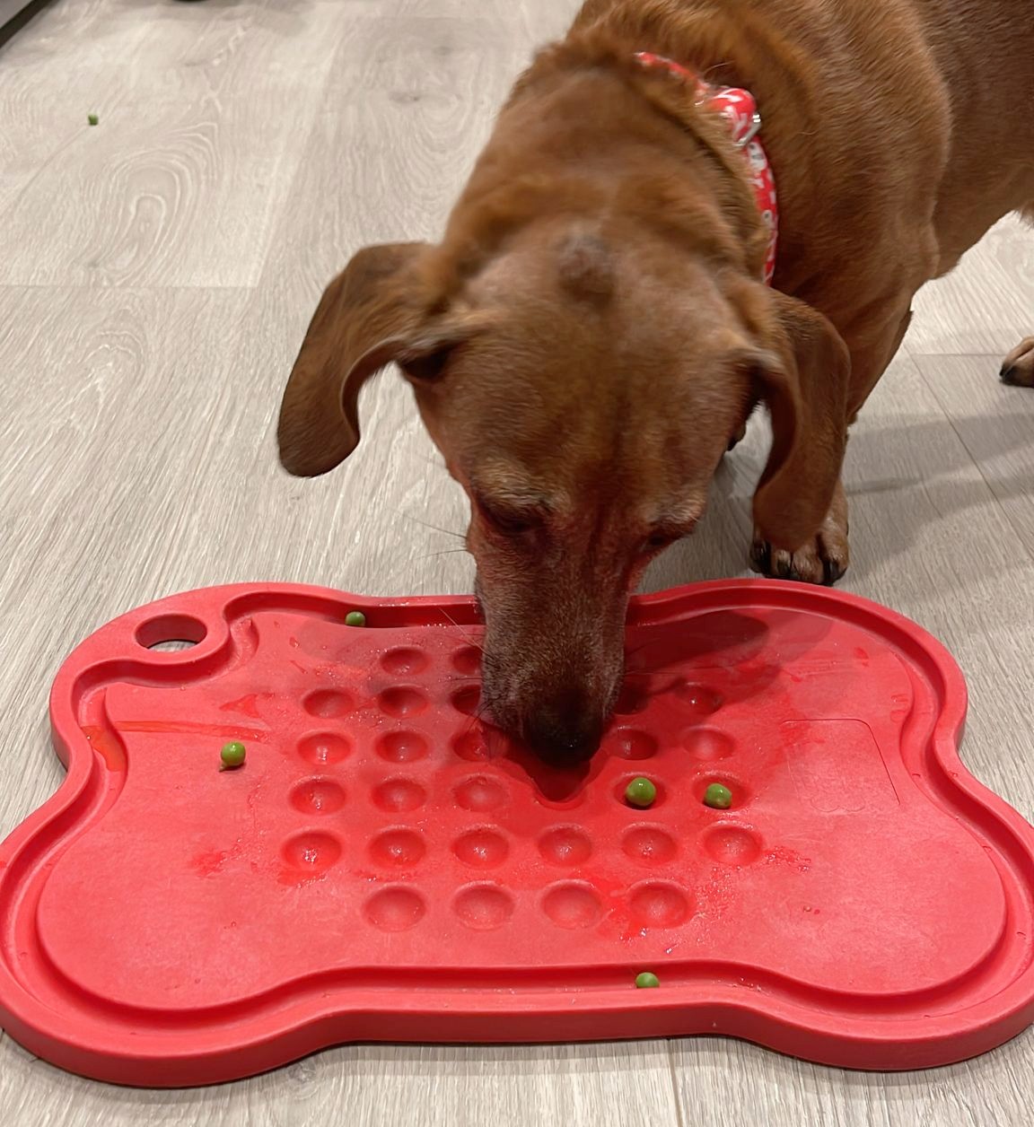 pet platter, slowfeeder,