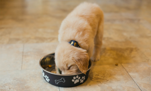 Golden puppy eating from bowl