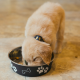 Golden puppy eating from bowl