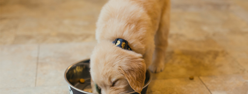 Golden puppy eating from bowl