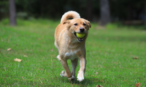 Yellow Dog running w/ Tennis ball