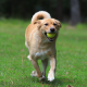 Yellow Dog running w/ Tennis ball