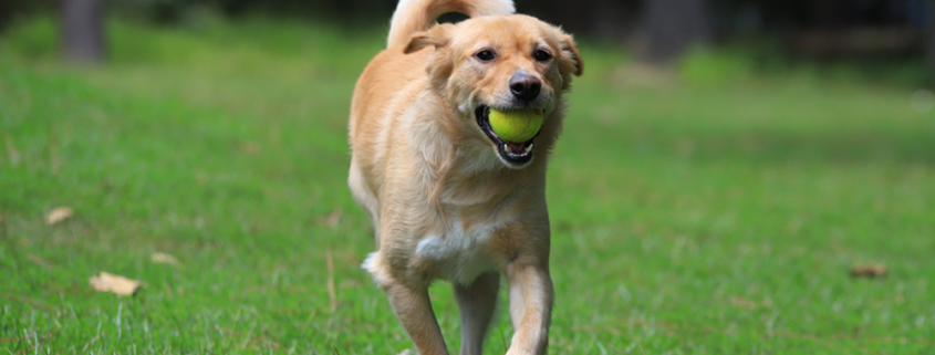 Yellow Dog running w/ Tennis ball