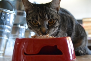 Cat with food bowl