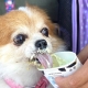 Small Dog Eating Ice Cream