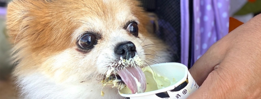 Small Dog Eating Ice Cream
