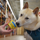 Dog eating ice cream cup from hand inside store