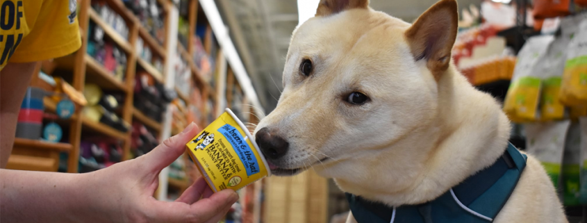 Dog eating ice cream cup from hand inside store