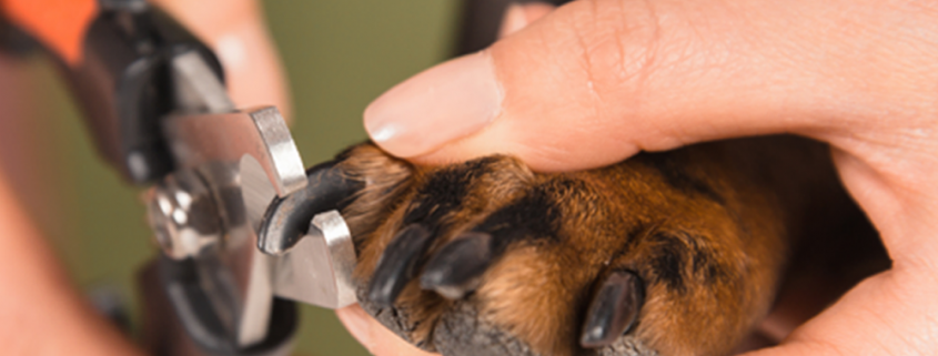 Dog paw having nails trimmed