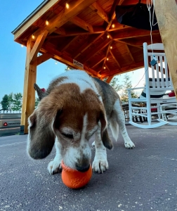 Dog toy frozen enrichment