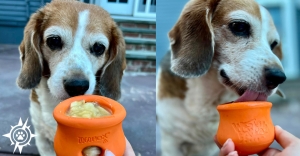 Dog Toys to Frozen treats