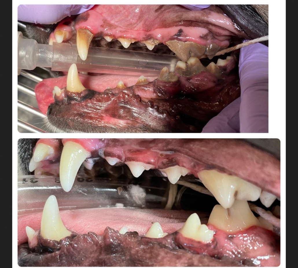 Five Reasons Your Dog Stinks NorthPoint Pets & Company