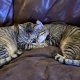 kittens sleeping together