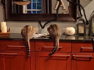 two cats on counter