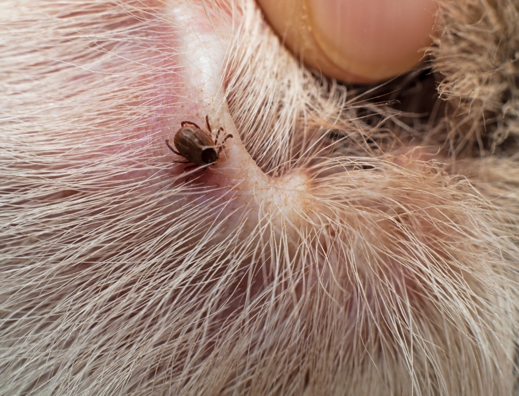 Prevent ticks and fleas on dogs sale