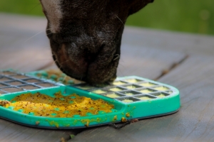 Dog sniffing lick mat filler