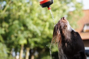 5 Important Tips You Need to Know About Pet Hydration