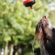 5 Important Tips You Need to Know About Pet Hydration