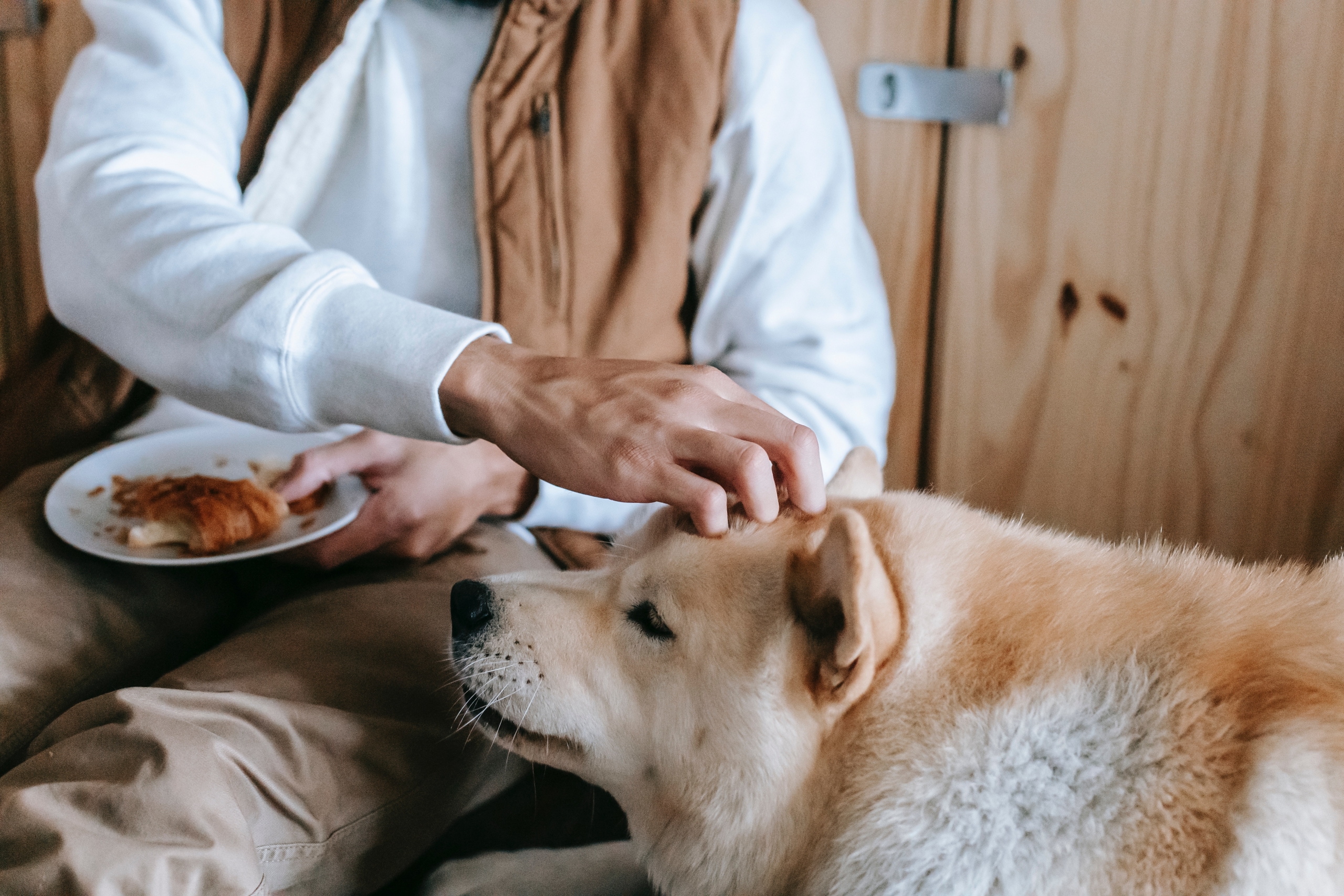 Pet Thanksgiving Food Tips