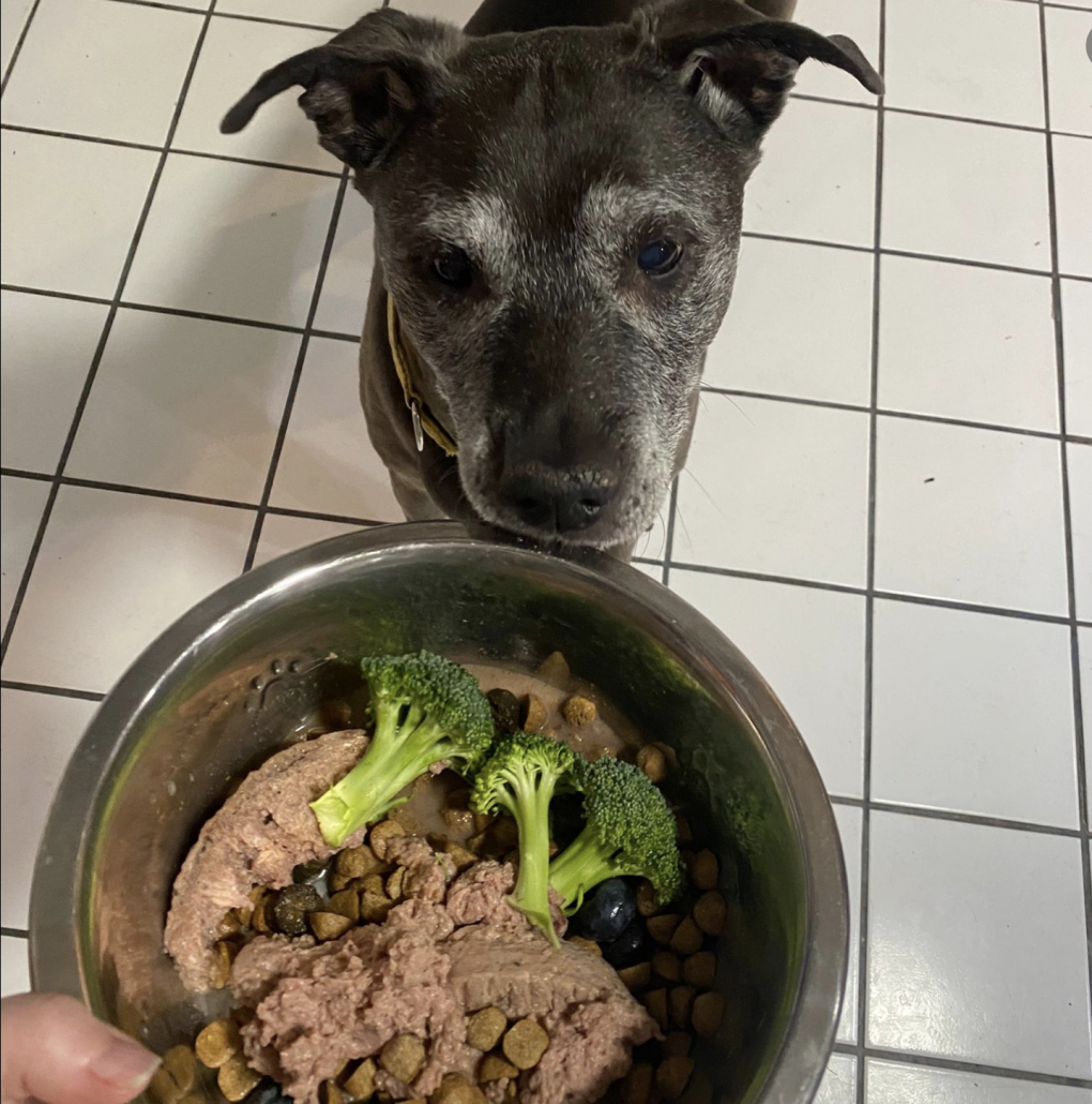 Enhance Your Pet's Diet with Rotational Feeding