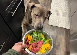 dog fresh food bowl