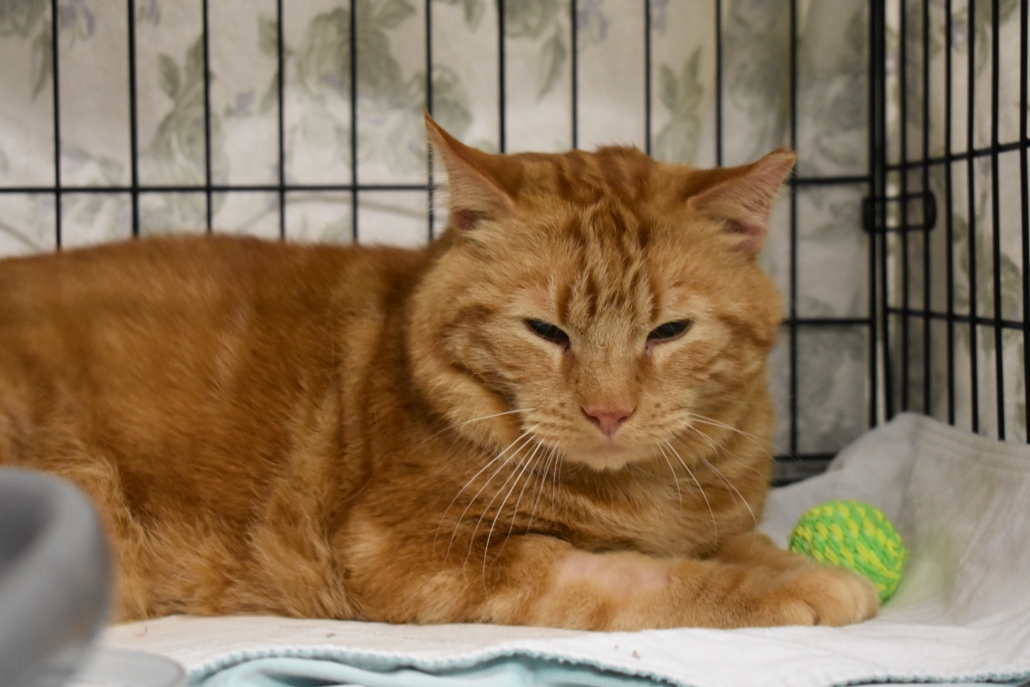 Image showcasing Carriers, Comfort, and Calm: Making Travel Easier for Your Cat ...