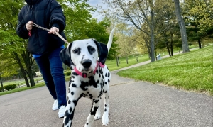 The Impact of Diet on Dog Allergies: What You Need to Know