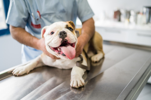 heartworm prevention and treatment