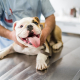 heartworm prevention and treatment