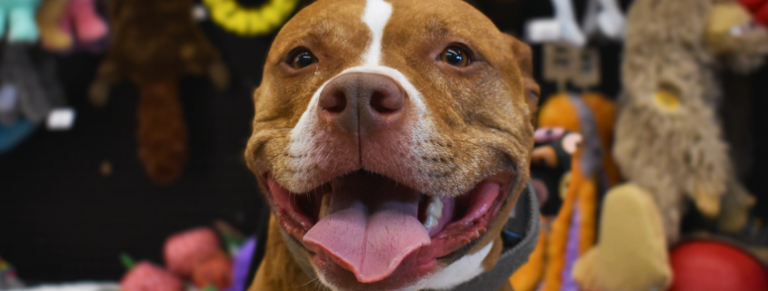 A reactive dog exploring Calm Canines after-hours shopping at NorthPoint Pets in Cheshire, CT