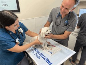 Dr. James St. Clair, veterinarian at Meriden Animal Hospital, examining a small dog with a vet tech during a checkup.