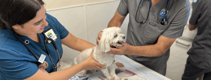 Dr. James St. Clair, veterinarian at Meriden Animal Hospital, examining a small dog with a vet tech during a checkup.