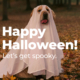 Final NPP Blog Photo Pet costume event at NorthPoint Pets in Cheshire, CT during the 2025 Halloween Party