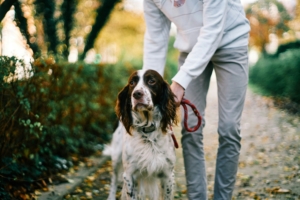 Dog on a leash during a winter walk in Connecticut, showing year-round flea and tick prevention.