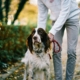 Dog on a leash during a winter walk in Connecticut, showing year-round flea and tick prevention.