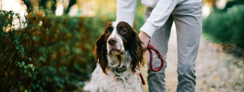 Dog on a leash during a winter walk in Connecticut, showing year-round flea and tick prevention.